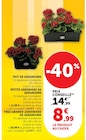 Pot de Geraniums en promo chez U Express La Rochelle à 8,99 €