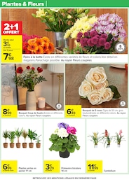 Offre Plante Verte dans le catalogue Carrefour du moment à la page 22