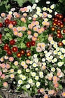 Bellis Trio Angebote bei Garten-Center Nordharz GmbH & Co. KG Halberstadt für 2,49 €