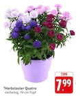 Herbstaster Quatro bei EDEKA im Prospekt "" für 7,99 €