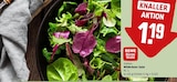 Wildkräuter Salat Angebote von REWE Beste Wahl bei REWE Oldenburg für 1,19 €