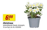 toom Baumarkt Bad Nenndorf - Christrose Angebot im Prospekt Christrose bei toom Baumarkt im Bad Nenndorf Prospekt für 6,99 €