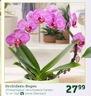 Orchideen-Bogen Angebote bei Pflanzen Kölle Berlin für 27,99 €