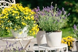 BBM Baumarkt Achim - Lavendel Angebot im Prospekt Lavendel bei BBM Baumarkt im Achim Prospekt für 2,99 €