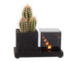 Promo Cactus en pot en bois et lumière en verre à 13,99 € dans le catalogue Lidl à Le Quesnoy