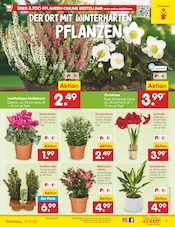 Stauden im Netto Marken-Discount Prospekt in Minden Aktueller Netto Marken-Discount Prospekt mit Stauden, "Aktuelle Angebote", Seite 7