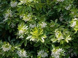 Oranger du Mexique en variétés ECLOZ - ECLOZ - Jardiland Oranger du Mexique en variétés ECLOZ - ECLOZ à 12,99 € dans le catalogue Jardiland
