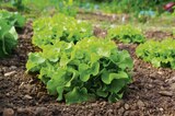 Promo Salade laitue d'hiver à 1,99 € dans le catalogue Gamm vert à Écuelles