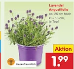 Lavendel Angustifolia im Angebot bei Netto Marken-Discount in Frankfurt Lavendel Angustifolia Angebote bei Netto Marken-Discount Frankfurt für 1,99 €