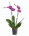 Orchidée 2 tiges - Lidl à Villeurbanne Orchidée 2 tiges en promo chez Lidl Villeurbanne à 8,99 €