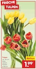 Tulpen Angebote bei Netto Marken-Discount Hoyerswerda für 1,99 €