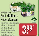 Beet-/Balkon-/Kübelpflanzen von Gardenline im aktuellen ALDI Nord Prospekt