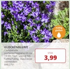 BBM Baumarkt Rhauderfehn - GLOCKENBLUME Angebot im Prospekt GLOCKENBLUME bei BBM Baumarkt im Rhauderfehn Prospekt für 3,99 €
