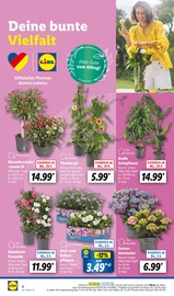 Ähnliche Angebote wie Salatpflanze im Prospekt "LIDL LOHNT SICH" auf Seite 4 von Lidl in Rostock