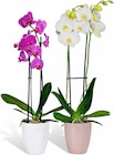 Schmetterlings-Orchidee bei Hagebaumarkt im Pößneck Prospekt für 7,99 €