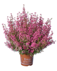 Heidekraut (Erica Gracilis)  im aktuellen Lidl Prospekt für 2,19 €