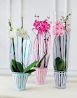 Orchidée 2 Tiges en promo chez Super U Montpellier à 8,99 €