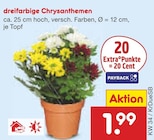 dreifarbige Chrysanthemen Angebote bei Netto Marken-Discount Duisburg für 1,99 €