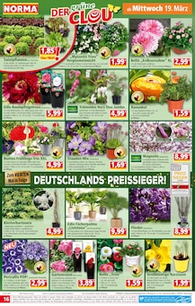 Hortensie im Norma Prospekt "Mehr fürs Geld" mit 20 Seiten (Hagen (Stadt der FernUniversität))