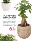 PLANTE VERTE DE COLLECTION en promo chez Truffaut PLANTE VERTE DE COLLECTION dans le catalogue Truffaut