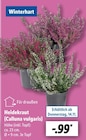 Heidekraut (Calluna vulgaris) im aktuellen Prospekt bei Lidl in Waldeck