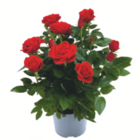 toom Baumarkt Stade - Topfrose Angebot im Prospekt Topfrose bei toom Baumarkt im Stade Prospekt für 3,99 €