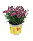 Nelke Lucky Lips bei toom Baumarkt im Bernburg Prospekt für 2,99 €