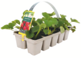 toom Baumarkt Friedrichsdorf - Erdbeerpflanzen Angebot im Prospekt Erdbeerpflanzen bei toom Baumarkt im Friedrichsdorf Prospekt für 1,49 €