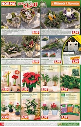 Amaryllis Angebot & Preis im aktuellen Norma Prospekt Amaryllis Angebot im aktuellen Norma Prospekt auf Seite 16