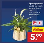 Spathiphyllum Angebote bei Netto Marken-Discount Borken für 5,99 €