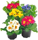 Primel Angebote bei REWE Hildesheim für 1,00 €