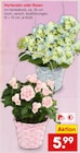 Hortensien Angebote bei Netto Marken-Discount Wuppertal für 5,99 €