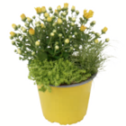 Herbstpflanzen-Trio für 3,99 € bei toom Baumarkt im Angebot Herbstpflanzen-Trio im aktuellen toom Baumarkt Prospekt