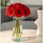 Bouquet de 10 germinis - FLEUR - Carrefour à Argenteuil Bouquet de 10 germinis - FLEUR en promo chez Carrefour Argenteuil à 3,99 €