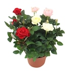 Rosier d'intérieur à Carrefour dans Saint-Brice-sous-Forêt