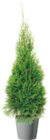 Lebensbaum Thuja occidentalis Smaragd für 5,83 € bei Hellweg im Angebot Lebensbaum Thuja occidentalis Smaragd im aktuellen Hellweg Prospekt