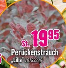 Perückenstrauch „Lilla“ von  im aktuellen Hornbach Prospekt für 19,95 €