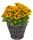 Gelber Sonnenhut „Sunbeckia“ im Angebot bei toom Baumarkt in Weinheim Gelber Sonnenhut „Sunbeckia“ Angebote bei toom Baumarkt Weinheim für 7,99 €