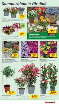 Blumen im toom Baumarkt Prospekt "Respekt, wer's selber macht." mit 28 Seiten (Bremen)