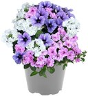 Aktuelles Confetti Garden Angebot bei Penny in Solingen (Klingenstadt) ab 5,99 €