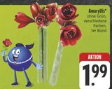 Aktuelle Pflanzen Angebote bei E center in Jena Aktuelles Amaryllis Angebot bei E center in Jena ab 1,99 €