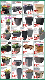 Blumenkasten im Wreesmann Prospekt in Cottbus Aktueller Wreesmann Prospekt mit Blumenkasten, "DEIN SAISON- & SONDERPOSTENMARKT!", Seite 9