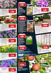 Aktueller BBM Baumarkt Prospekt mit Pflanzen, "So schön kann Baumarkt sein", Seite 6