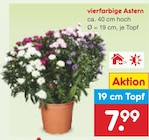 vierfarbige Astern für 7,99 € bei Netto Marken-Discount im Angebot vierfarbige Astern im aktuellen Netto Marken-Discount Prospekt