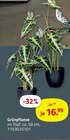 Grünpflanze von  im aktuellen ROLLER Prospekt für 16,99 €
