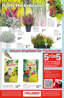 Pflanzen Angebot im aktuellen Hellweg Prospekt auf Seite 24