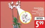 Aktuelle Orchidee Angebote bei EDEKA in Berlin Aktuelles Schmetterlings-orchideen Angebot bei EDEKA in Berlin ab 5,99 €