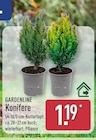 Konifere im ALDI Nord Prospekt Konifere von Gardenline im aktuellen ALDI Nord Prospekt fĂŒr 1,19 âŹ
