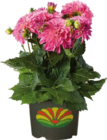 Dahlien im Angebot bei Globus-Baumarkt in Rottenburg Dahlien Angebote bei Globus-Baumarkt Rottenburg für 13,99 €