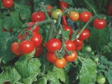 Promo Tomate cerise à 2,95 € dans le catalogue Les Compagnons des saisons à Saint-Jean-Saverne